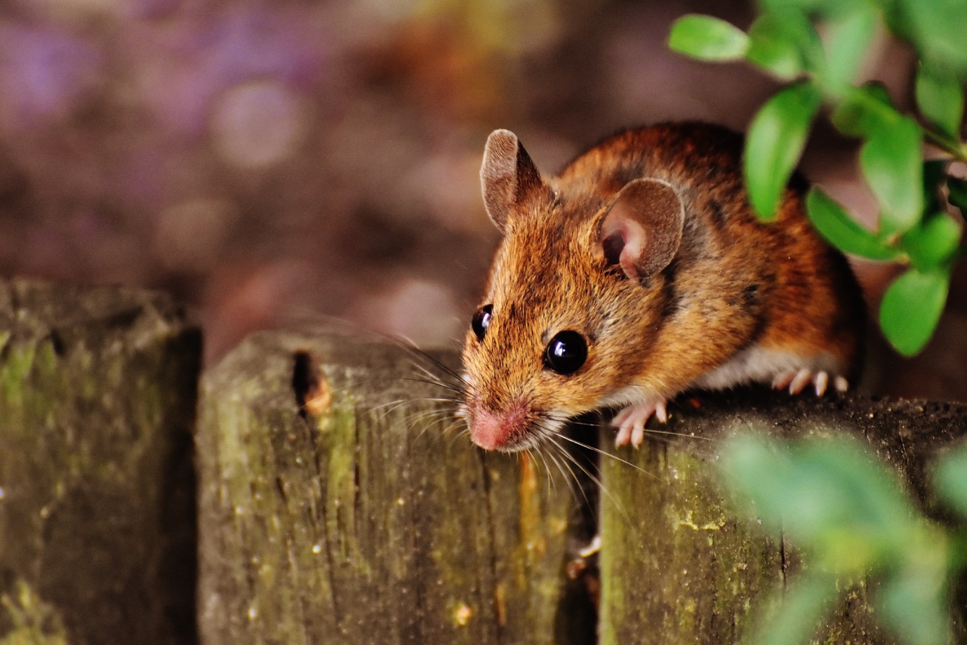 Mice Elimination From Your Etobicoke Home